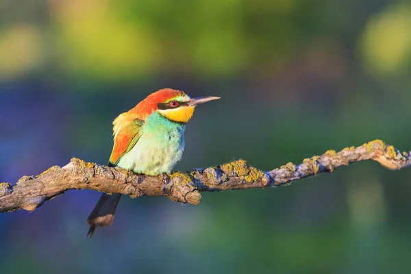 colored bird in the suns morning rays