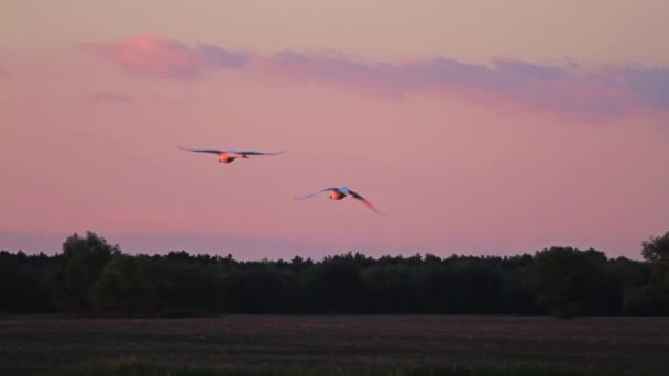 Пара лебедей летит быстро на закате пара лебедей летит быстро на закате — стоковое видео