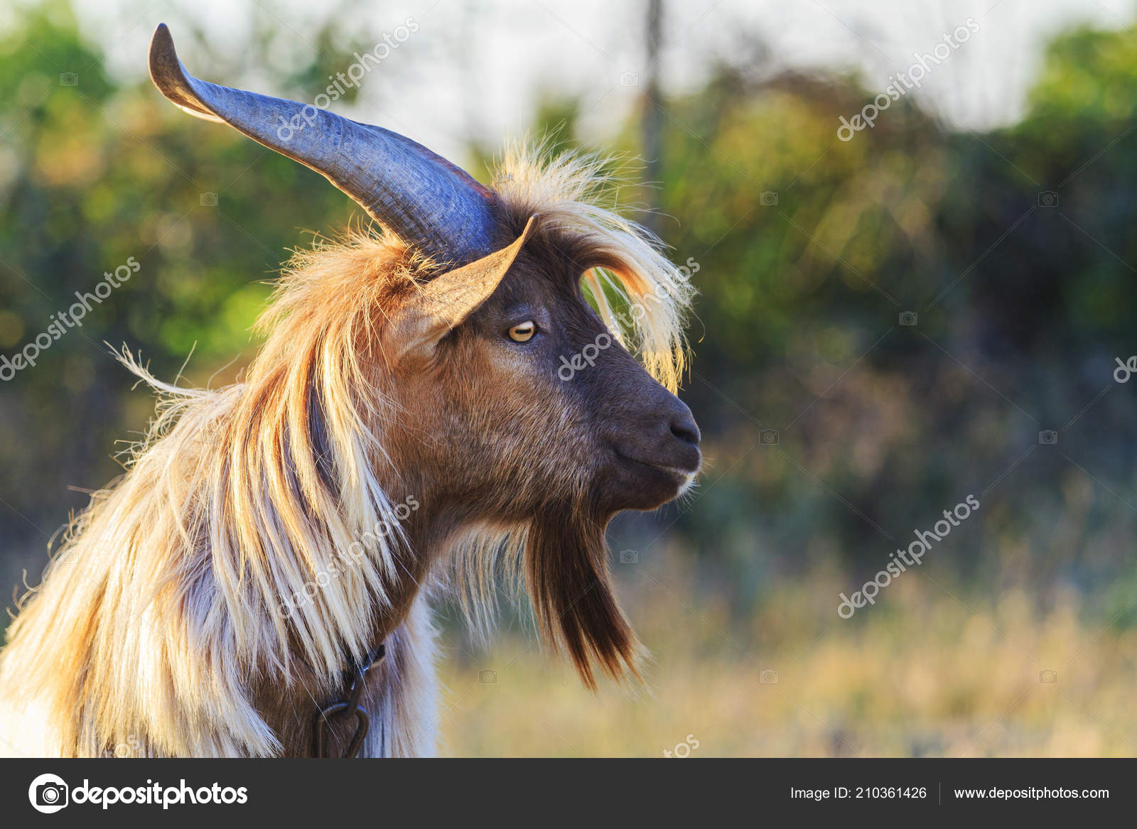 Chèvre aux cheveux longs et aux cornes longues — Photo de stock par  ©drakuliren - 210361426, image size:1600x1167