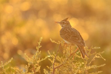 gün batımında otlar arasında yabani kuş