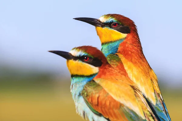 Pareja Aves Colores Exóticos Vida Silvestre Animales —  Fotos de Stock