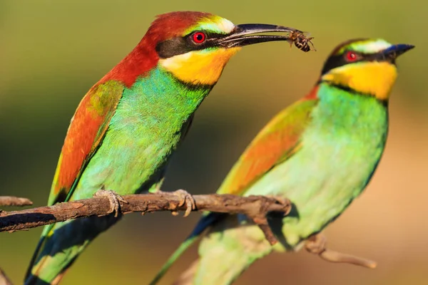 Εξωτικά πουλιά κατά τη διάρκεια της ερωτοτροπίας τελετουργικό — Φωτογραφία Αρχείου