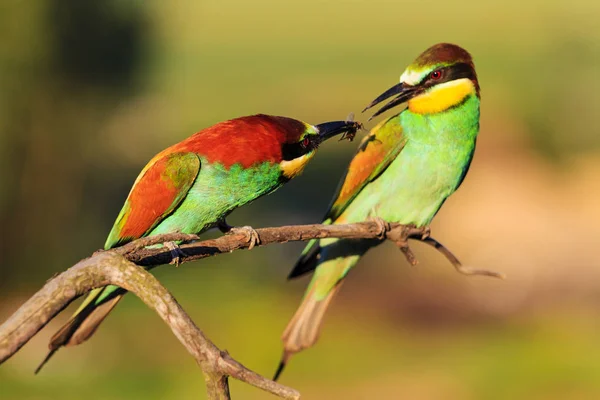 exotic birds during ritual courtship