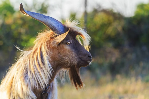 Koza z długie włosy i długie rogi — Zdjęcie stockowe
