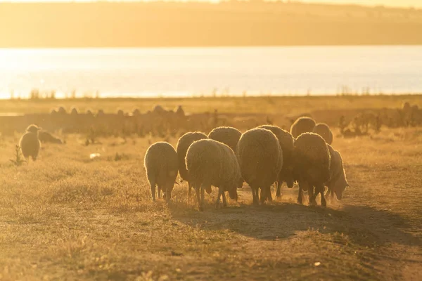 Owce są do picia i w gorący letni dzień — Zdjęcie stockowe