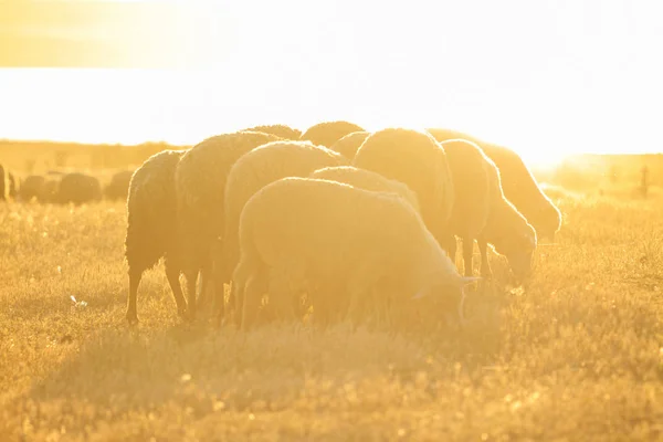 Owce pasące się na zachód słońca w ciepłe promienie — Zdjęcie stockowe