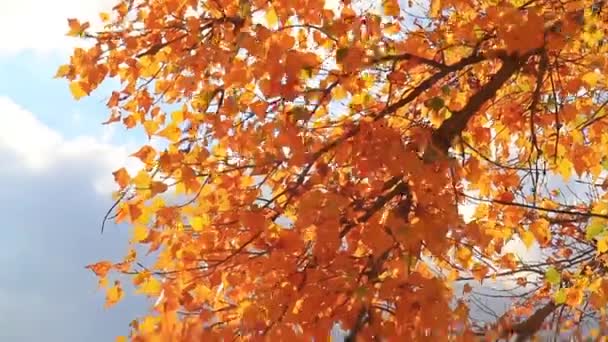 automne feuilles dorées ondulant dans le vent, spécificités saisonnières 