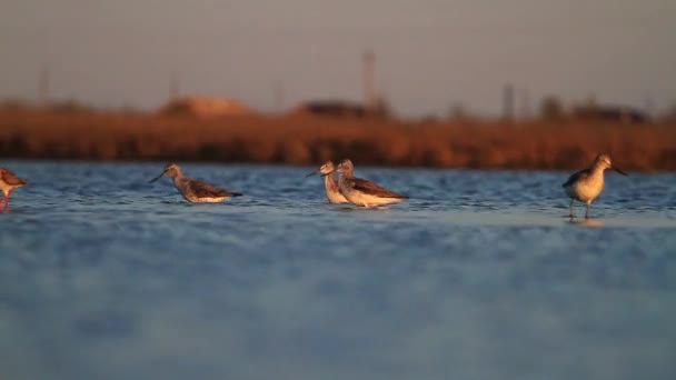 Flock of waders powered water at sunset — Stock Video