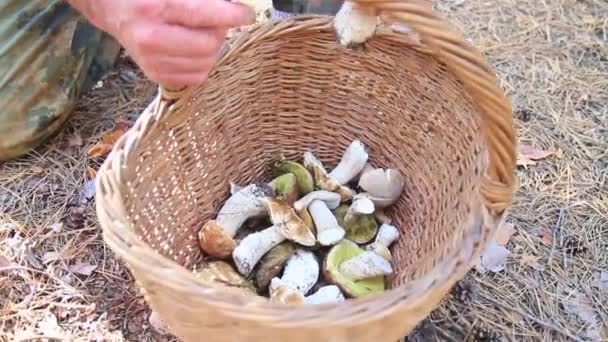 Homem faz cogumelos florestais em uma cesta — Vídeo de Stock