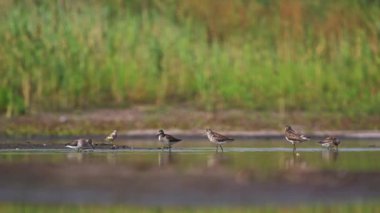 Çulluk suda sıcak bir günde banyo.