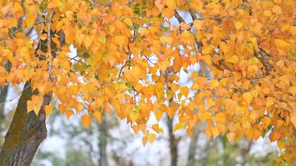 Panorama con foglie d'autunno gialle — Video Stock