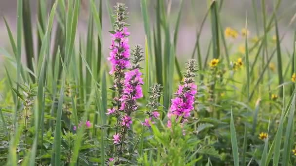 Roze bloemen groeien onder moerasvegetatie — Stockvideo