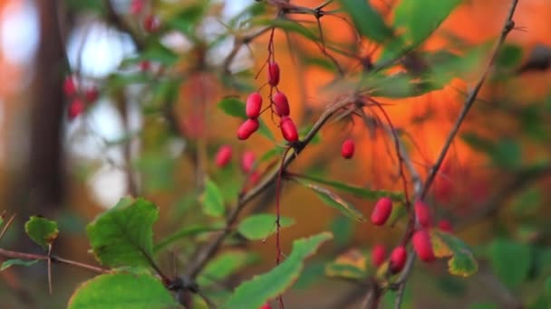 Bayas rojas en el bosque de otoño al atardecer — Vídeos de Stock