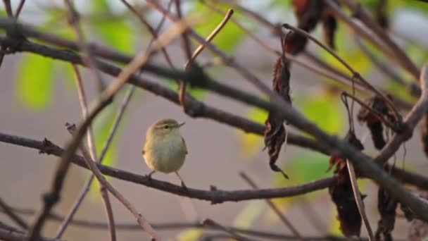 Kleiner Vogel zwischen den dicken Ästen — Stockvideo