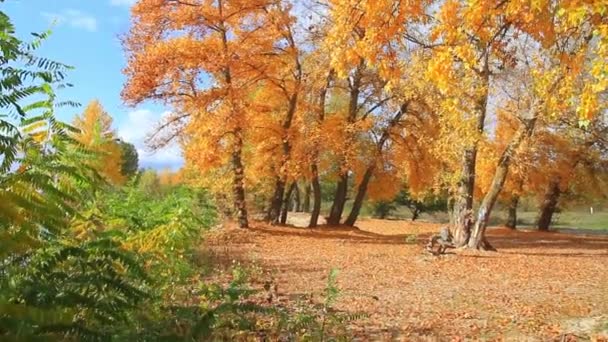 Hohe Bäume in herbstlichen Farben — Stockvideo