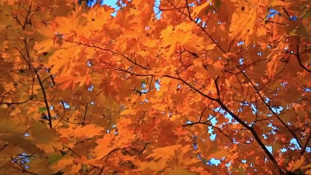 Foglie spesse giallo autunno — Video Stock