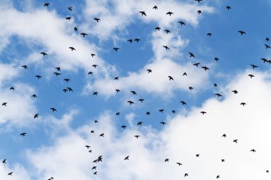 taze mavi gökyüzü ve kuşlarda uçuş