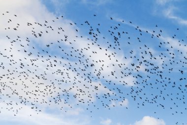 güzel bir mavi gökyüzü üzerinde sığırcık sürüsü