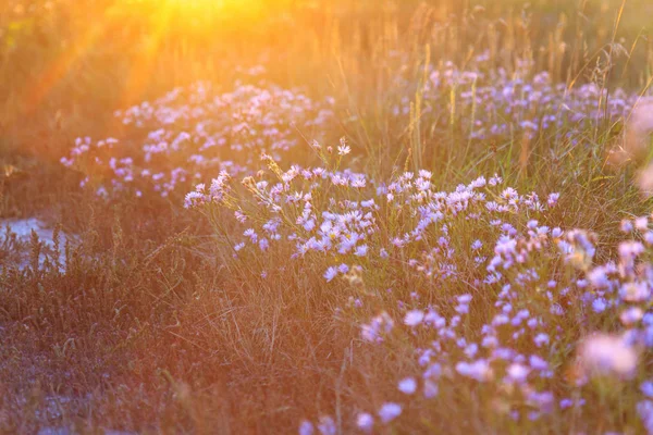 Pintura de outono, flores de campo ao pôr do sol — Fotografia de Stock