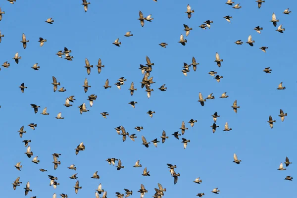 Madarak repülnek szépen mentén, a kék ég — Stock Fotó