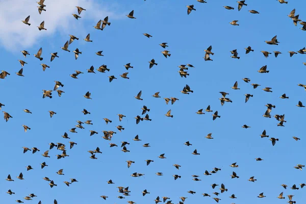 Madarak repülnek át a kék ég — Stock Fotó