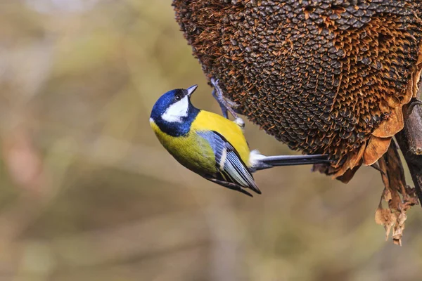 Pássaro da floresta come sementes de girassol — Fotografia de Stock