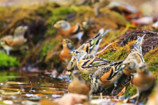 stock image beautiful wild birds on the forest water