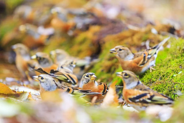 Las aves beben agua en el bosque —  Fotos de Stock
