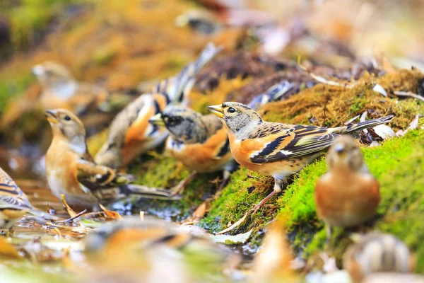 Brambling in the autumn forest water — Stock Photo, Image