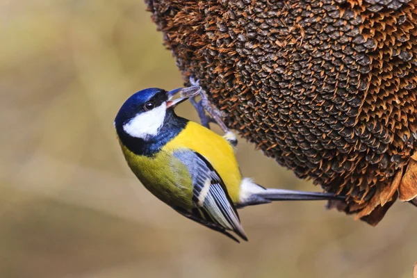 Great tit with seeds in the beak — Φωτογραφία Αρχείου
