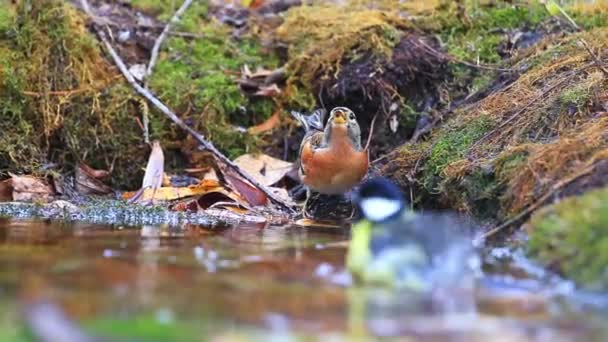 Burung liar yang mandi di genangan hutan — Stok Video