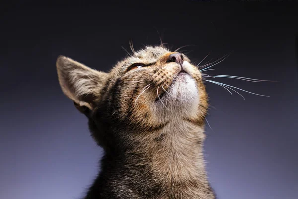 Gato Feliz Olha Para Cima Animais Estimação — Fotografia de Stock