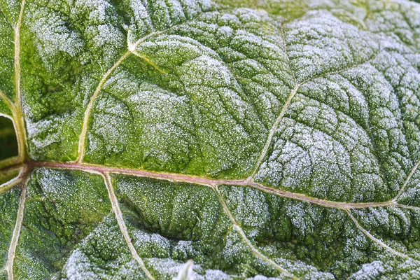 Textur grüne Blätter mit Frost bedeckt — Stockfoto