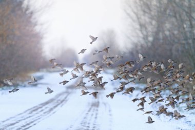 kuşlar sürüsü kış yolun uçar