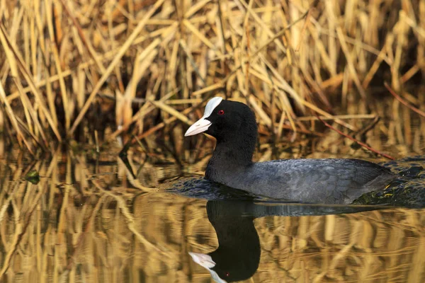 Černý pták plovoucí v řece na jaře — Stock fotografie