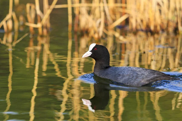 La foulque nage dans le lac avec réflexion — Photo