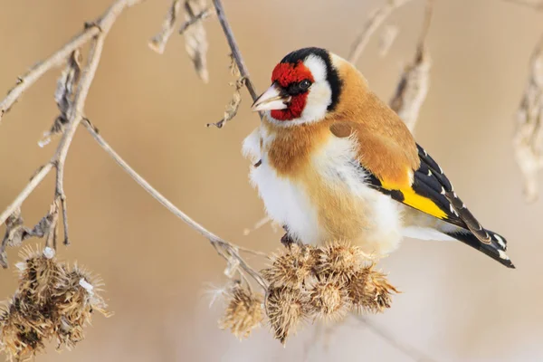 Schöner Wintervogel auf Disteln sitzend — Stockfoto