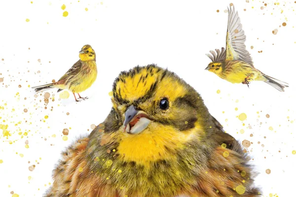 Divertido pájaro amarillo en el invierno —  Fotos de Stock