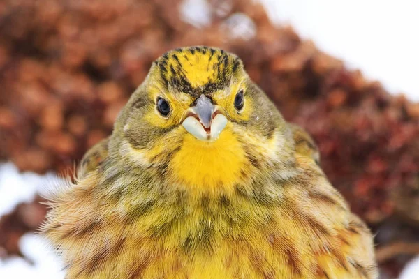 Gelber Vogel blickt direkt in die Kamera — Stockfoto