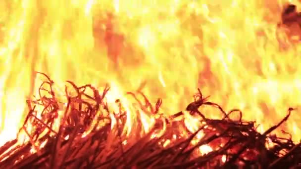 Brûlage lumineux de l'herbe sèche — Video