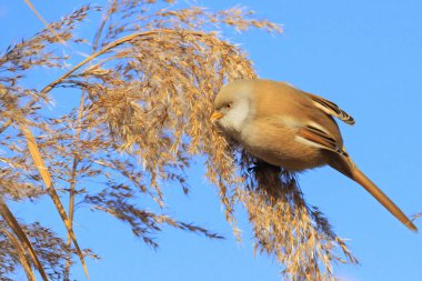 bir kamış üzerinde oturan güzel kabarık kuş
