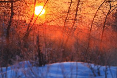 güzel kış gündoğumu yoğun çalılıkları içinde