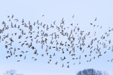 Kış gökyüzünde açık kanatlı kuşlar