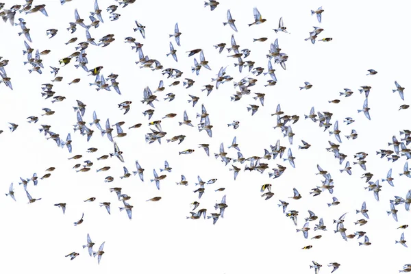 Krásní ptáci létají na obloze — Stock fotografie