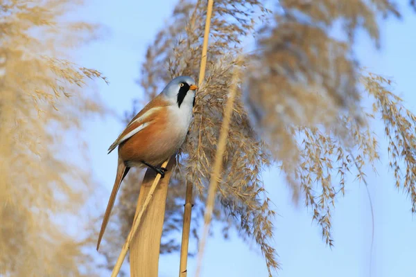 Kuş reed üzerinde oturan siyah bıyıklı — Stok fotoğraf
