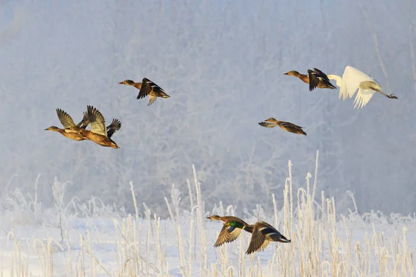 Ptáci létají nad zimní krajinou — Stock fotografie