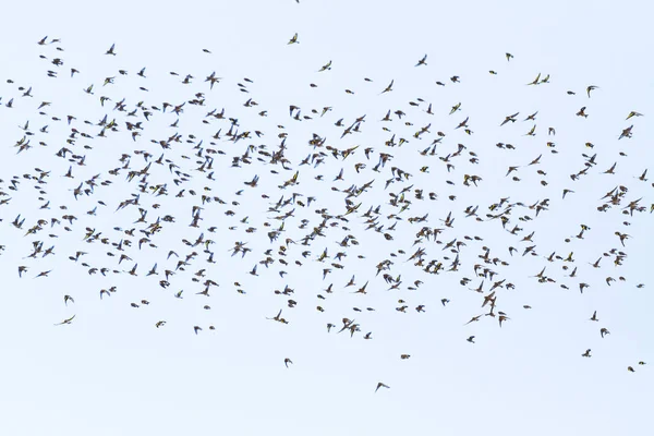 Πτηνών που μεταναστεύουν στον ουρανό χειμώνα — Φωτογραφία Αρχείου