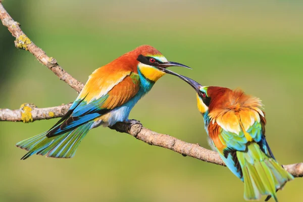 Pájaro de color tocando el pico —  Fotos de Stock