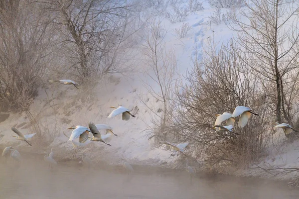 Volavky létat nad zimní řeka při východu slunce — Stock fotografie
