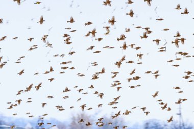 Uçuş kış gökyüzünde serçe